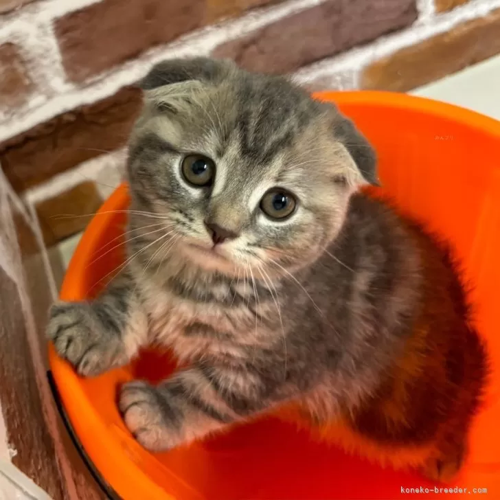 ID:2410-00953の子猫