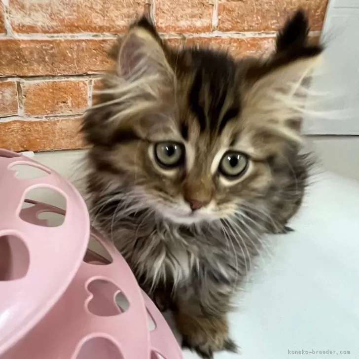 ID:2405-01790の子猫
