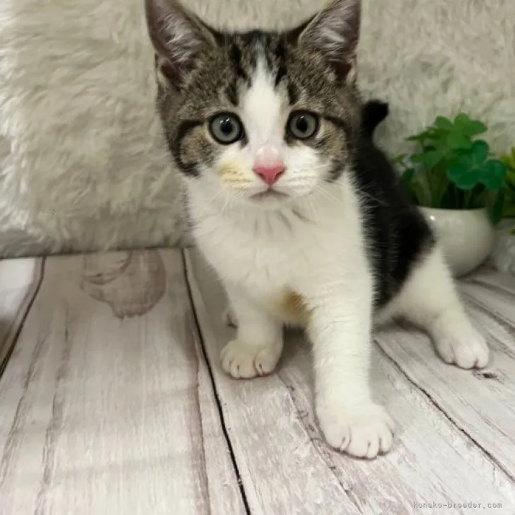 ID：2310-02467の子猫
