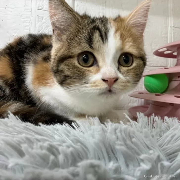 ID：2405-03936の子猫