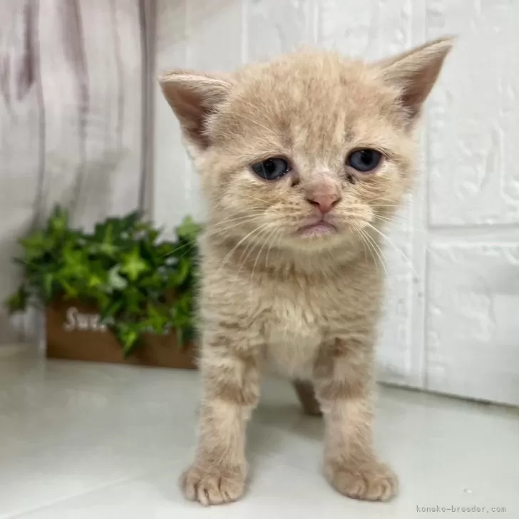 ID：2403-02342の子猫