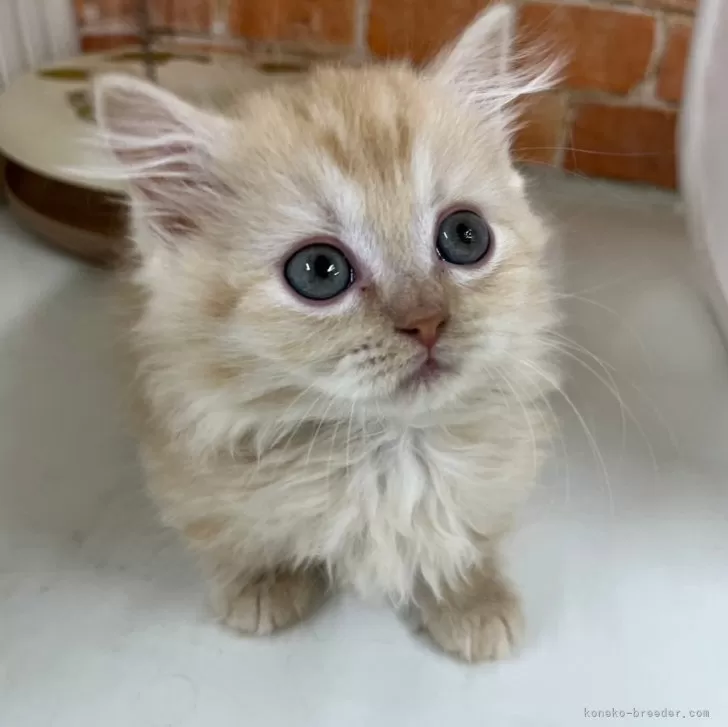 ID：2403-01886の子猫