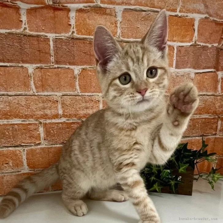 ID:2404-03078の子猫