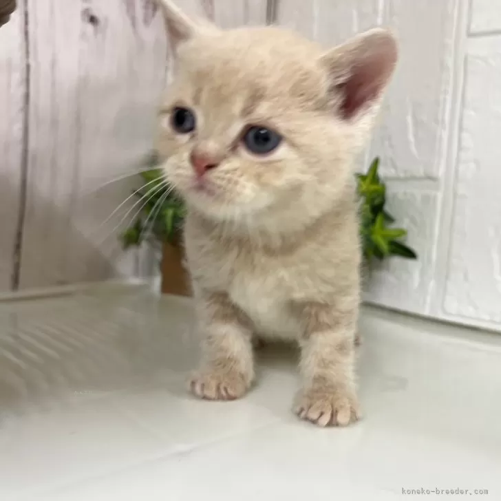 ID:2403-02020の子猫