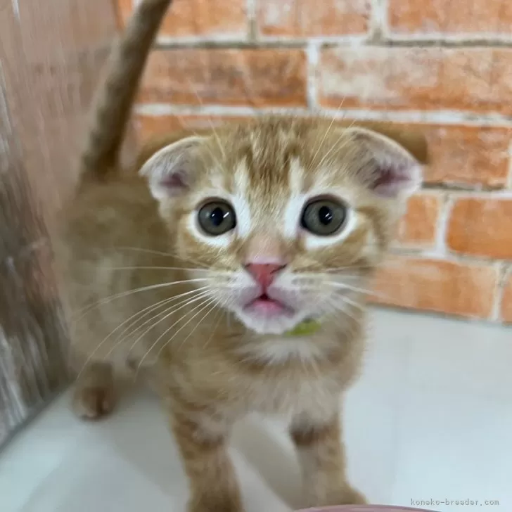 ID：2405-03599の子猫