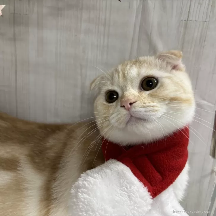 たぬこ 様のお迎えした子猫