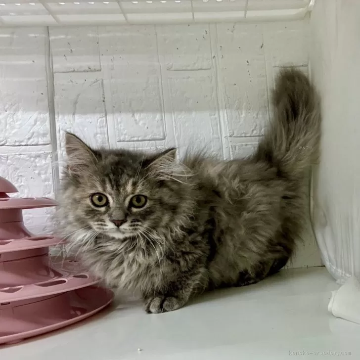 ID：2406-01037の子猫