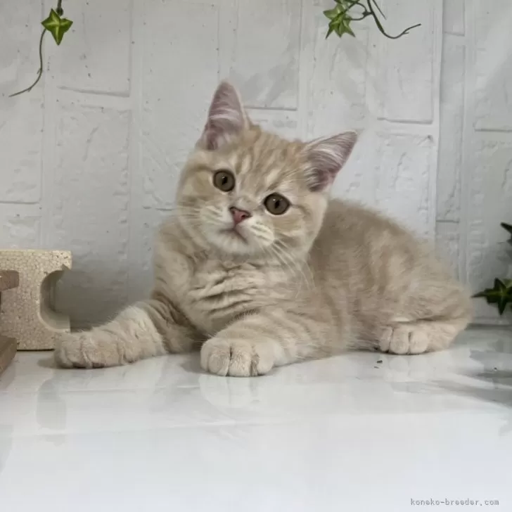 ID：2311-00423の子猫