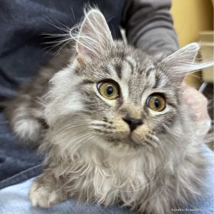 ID:2412-01025の子猫