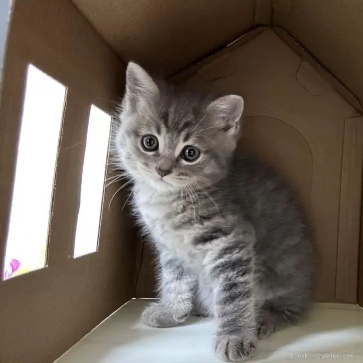 A.A 様のお迎えした子猫