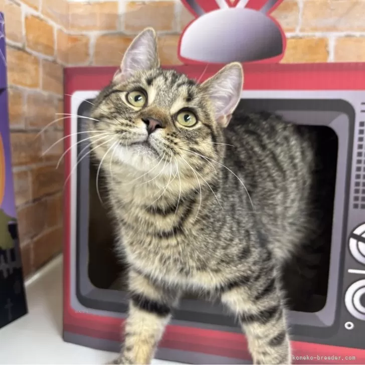 K.H 様のお迎えした子猫