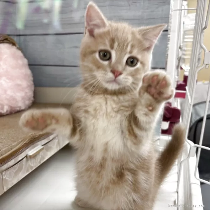 ID:2508-02489の子猫