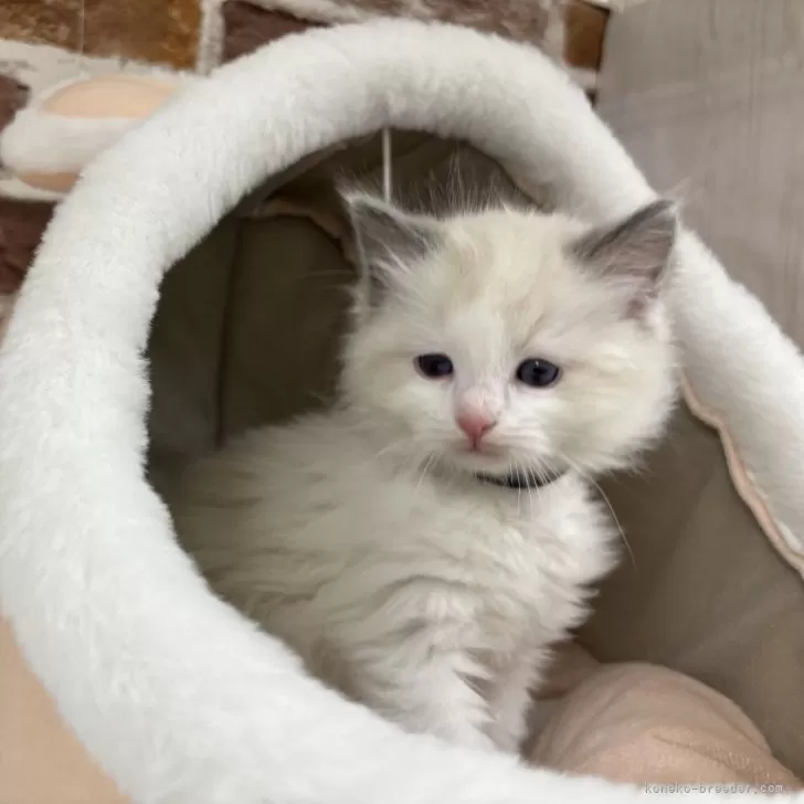 ID:2501-00647の子猫