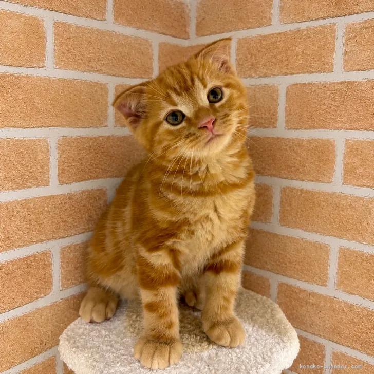 ID：2607-01132の子猫