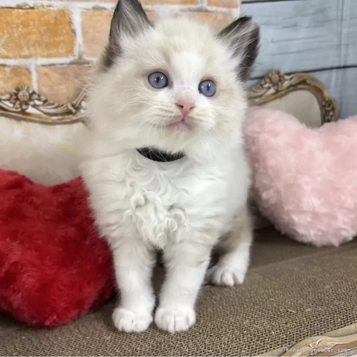 H.S 様のお迎えした子猫