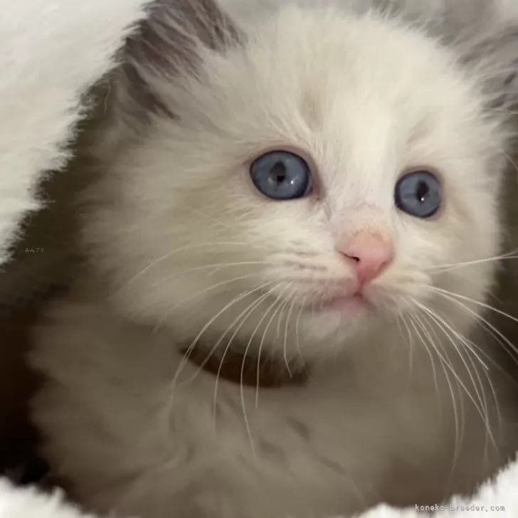 ラグドール【東京都・女の子・2024年10月8日・ブルーポイントバイカラー】の写真1