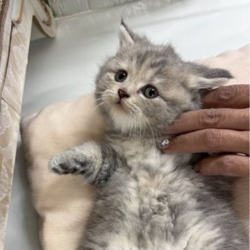 スコティッシュフォールド(立ち耳)【東京都・女の子・2025年9月19日・グレータビー（ミドル）】の写真「ふわふわモコモコの女の子」