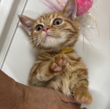 マンチカン(長足)【東京都・女の子・2025年6月13日・レッドタビー】の写真「まんまるお目目で人気の色合いのとても愛らしい女の子」