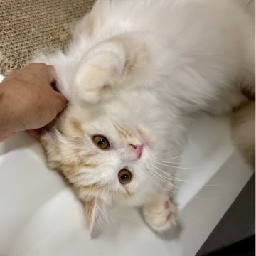 スコティッシュフォールド【東京都・男の子・2025年5月3日・クリームタビー（ミドル）】の写真「ふわふわの毛並みに、やさしい色合いの男の子」