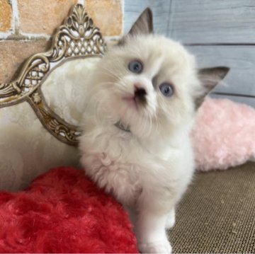 ラグドール【東京都・男の子・2025年9月22日・シールポイントバイカラー】の写真「まんまるふわふわでとっても可愛い」