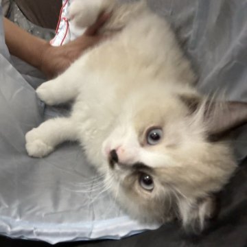 ラグドール【東京都・男の子・2025年9月22日・シールポイントバイカラー】の写真「まんまるふわふわでとっても可愛い」