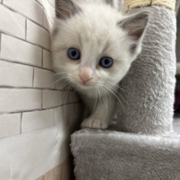 ラグドール【東京都・男の子・2025年10月8日・ブルーポイントバイカラー】の写真「ふわふわでブルーのおめめのとても綺麗な顔立ち」