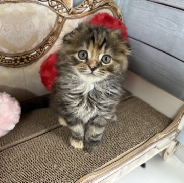 スコティッシュフォールド(折れ耳)【東京都・女の子・2025年10月29日・パッチドタビー】の写真「まんまるお目
珍しいパッチドタビー柄」