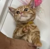 マンチカン(長足)【東京都・女の子・2025年6月13日・レッドタビー】の写真1「穏やかでとても懐っこい女の子」