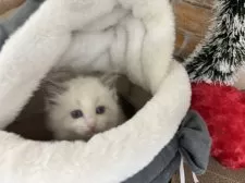 ラグドール【東京都・女の子・2024年10月8日・ブルーポイントバイカラー】の写真3