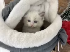 ラグドール【東京都・女の子・2024年10月8日・ブルーポイントバイカラー】の写真4