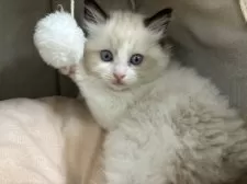 ラグドール【東京都・女の子・2025年9月22日・シールポイントバイカラー】の写真4