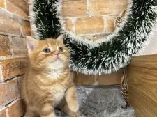 スコティッシュフォールド(立ち耳)【東京都・男の子・2025年10月29日・レッドタビー】の写真4