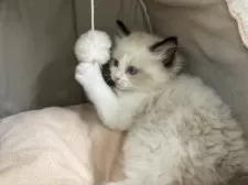 ラグドール【東京都・女の子・2025年9月22日・シールポイントバイカラー】の写真7