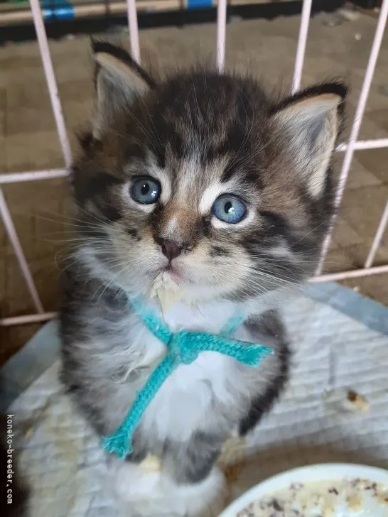 ID：2104-00101の子猫