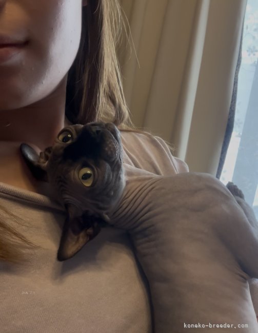 甘えん坊びびちゃん｜滑川　晴奈(なめかわ　はるな)ブリーダー(神奈川県・スフィンクスなど・NAG登録)の紹介写真3