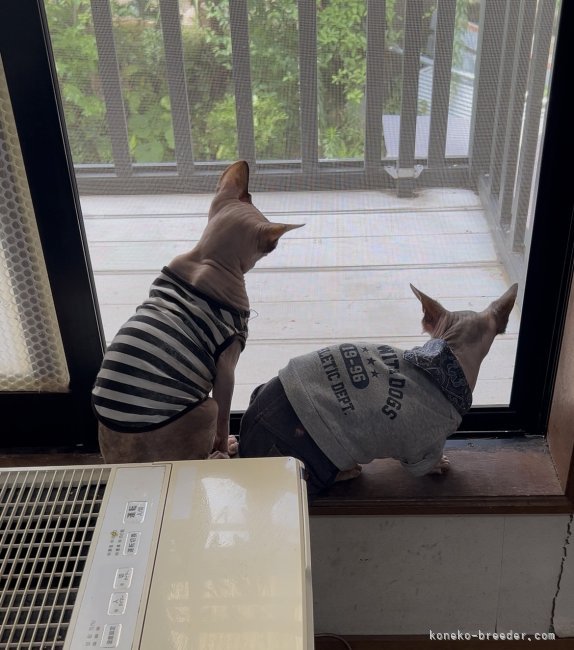 窓際が人気｜滑川　晴奈(なめかわ　はるな)ブリーダー(神奈川県・スフィンクスなど・NAG登録)の紹介写真4