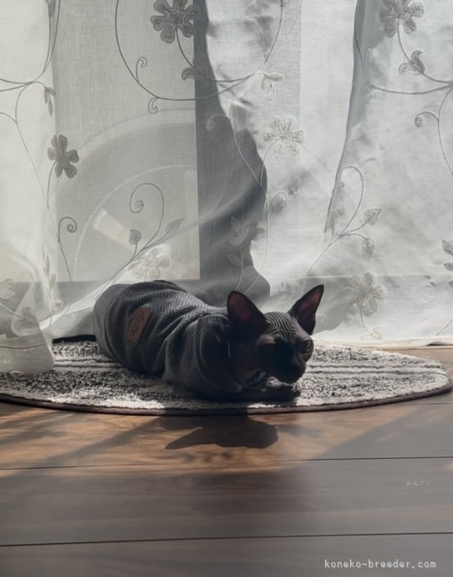 日向ぼっこ｜滑川　晴奈(なめかわ　はるな)ブリーダー(神奈川県・スフィンクスなど・NAG登録)の紹介写真5