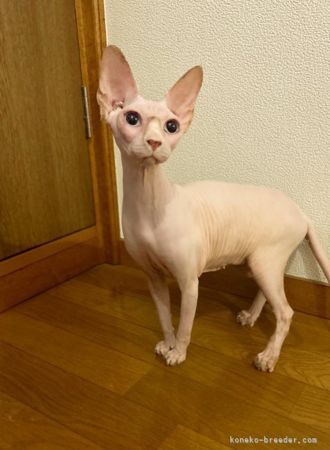 リンジーちゃん｜滑川　晴奈(なめかわ　はるな)ブリーダー(神奈川県・スフィンクスなど・NAG登録)の紹介写真7