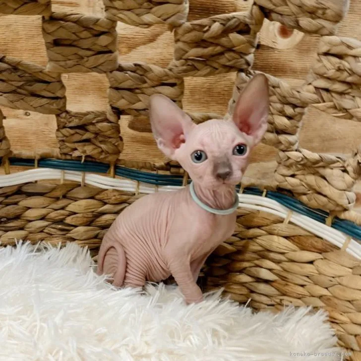 ID：2303-01766の子猫