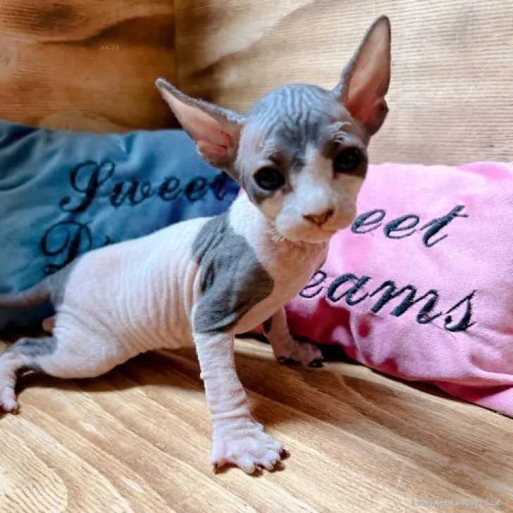 ID:2311-01415の子猫