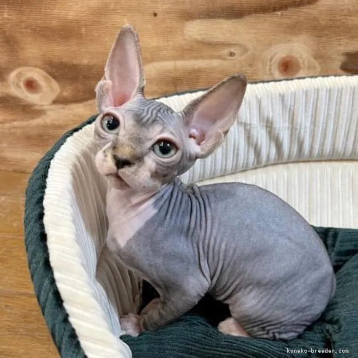 ID:2302-00860の子猫