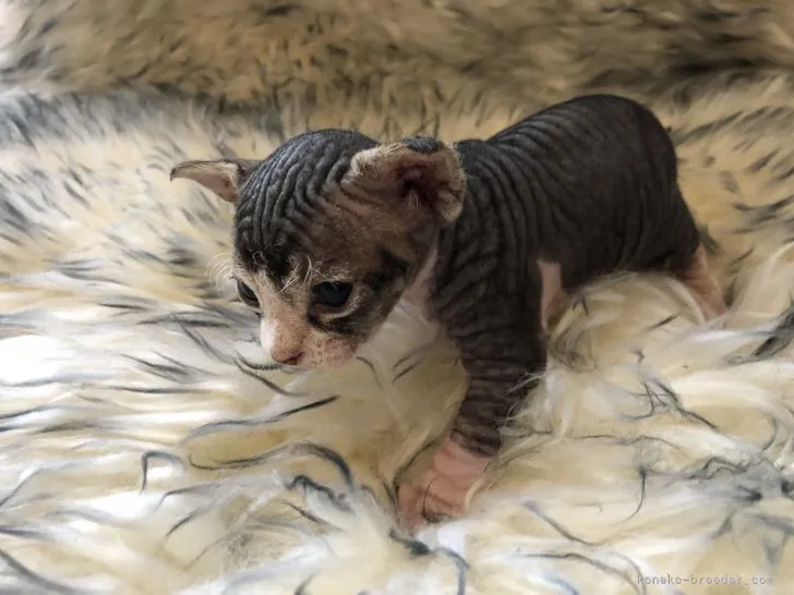 ID：2104-00154の子猫