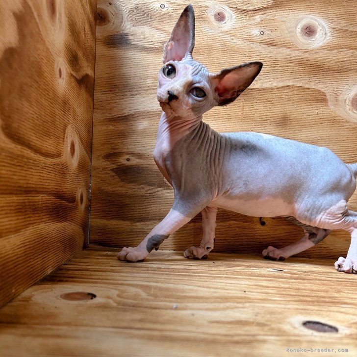 スフィンクス【神奈川県・男の子・2024年4月30日・ブルー&ホワイト