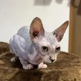 スフィンクス【神奈川県・女の子・2022年7月7日・ブルータビー&ホワイト】の写真1