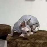 スフィンクス【神奈川県・女の子・2022年7月7日・ブルータビー&ホワイト】の写真3