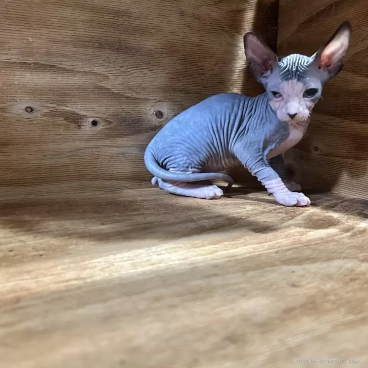 ID：2501-01881の子猫