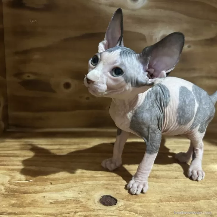 ID:2501-01619の子猫