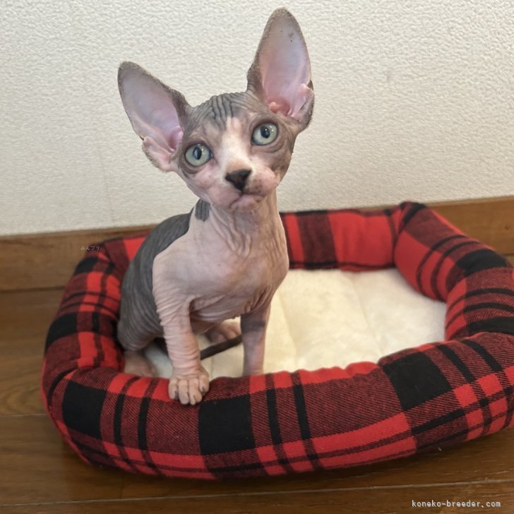 スフィンクス猫 銀製プルーフ スフィンクス猫 銀製プルーフコイン