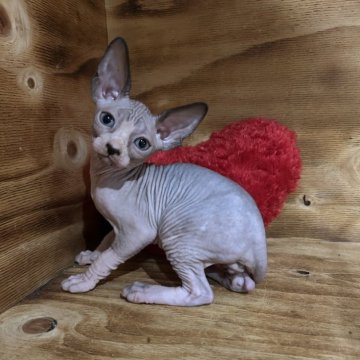 スフィンクス【神奈川県・男の子・2025年10月2日・ブルー&ホワイト】の写真「お顔がキュートなおとこのこです♡」