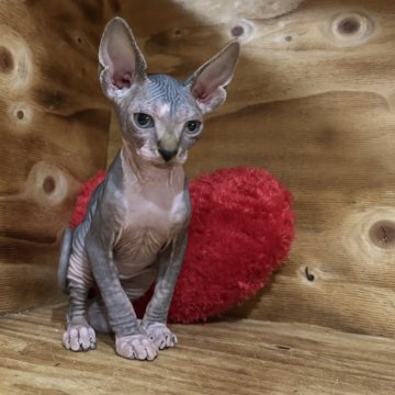 スフィンクス【神奈川県・男の子・2025年10月2日・ブルー&タビーホワイト】の写真「タビーの入った可愛い子です♡」